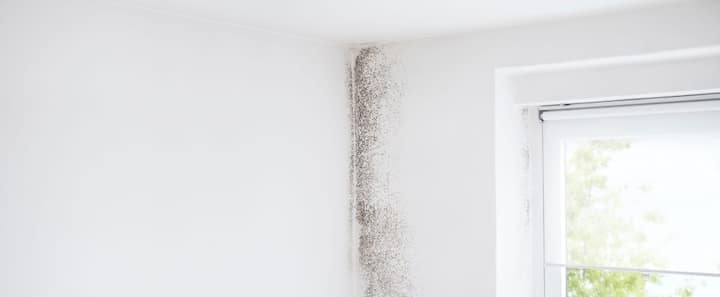 Mold Removal & Remediation Services Near Me In Navarre, FL